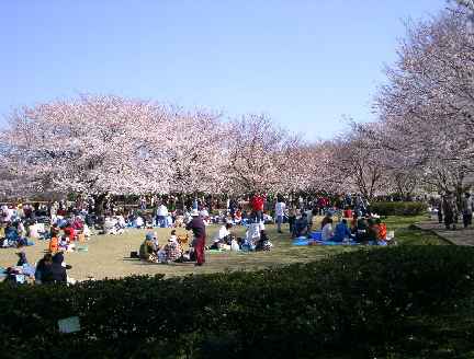 大庭城址公園のサクラの写真です。