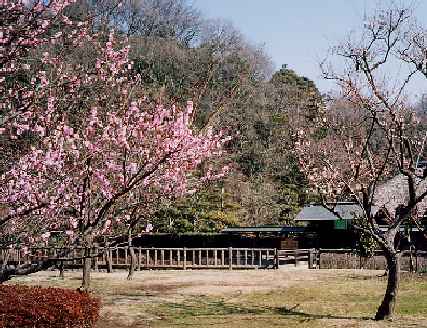 新林公園のウメの写真です。